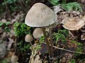 Mycena abramsii