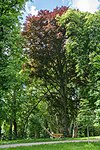 Blutbuche im Schloßpark Ebelsberg