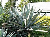 Agave americana (Agavaceae)