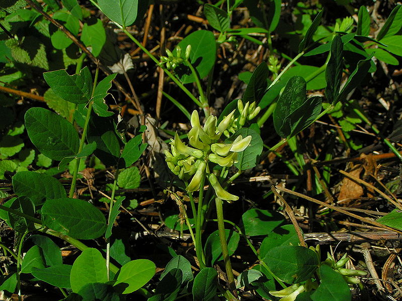 File:Astragalus glycyphyllos01.jpg