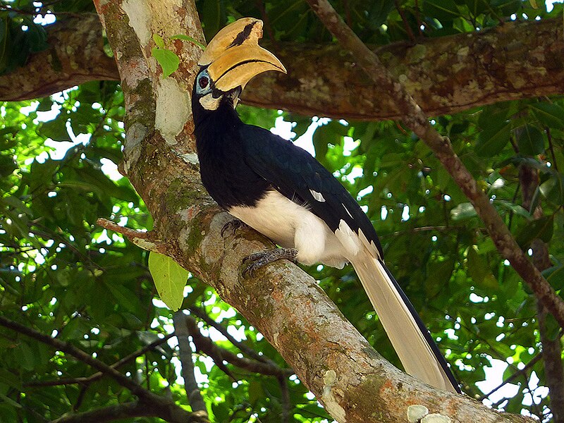 File:Calao (Hornbill), Pulau Pangkor.jpg