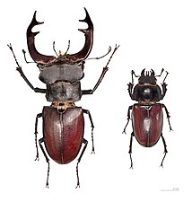 Lucanus cervus