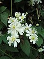 Clematis Vitalba Group