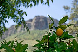 Una naranja en su naranjo