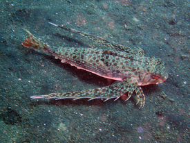 Крупнопятнистая дактилоптена (Dactyloptena macracantha)