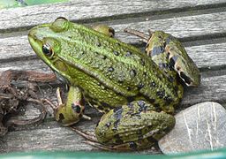 prob. Rana esculenta, (Belgium)