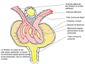 Glomerulus.