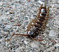 Steinläufer (Lithobius forficatus)