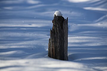 Nature of Inari