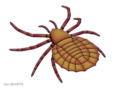 Maiocercus was a arachnid from the UK about 310 million years ago.