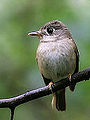 Brown-breasted flycatcher