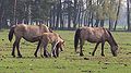 Dülmener Wildpferde im Merfelder Bruch