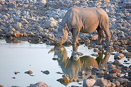 Black Rhinoceros Drinking 2019-07-23.jpg