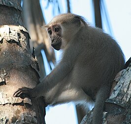 Mutsmangabey