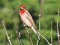 Common rosefinch