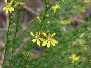 Cuphea xanthopetala