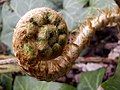 Fiddlehead fern