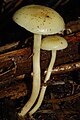 Hygrophorus salmonipes