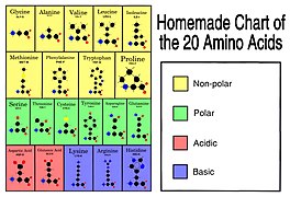 Homemade Chart of the 20 Amino Acids.jpg