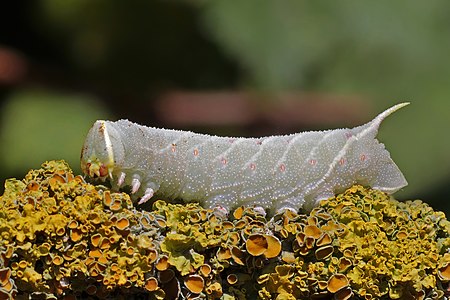 Laothoe populi (Poplar hawk-moth), late instar larva