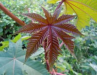 Leaf of a Castor oil plant