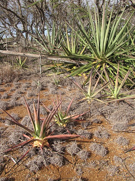 File:Starr-121220-1308-Agave sisalana-habit-Near Puu Moaulaiki-Kahoolawe (25079117262).jpg