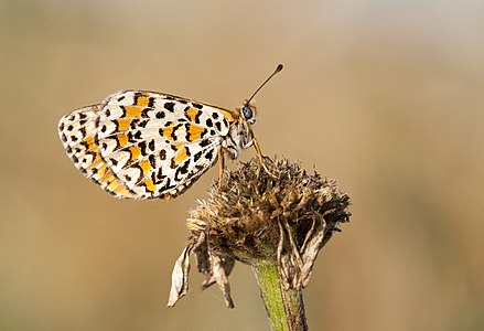 Melitaea trivia (Lesser Spotted Fritillary)