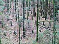 Tanksperre im Wald