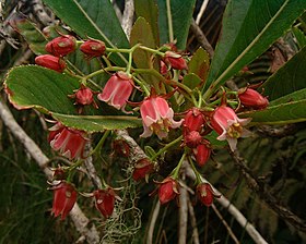 Forgesia racemosa