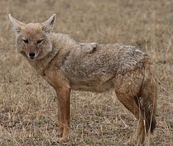 Bweha mashariki (Canis anthus bea)