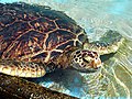 Image 2Green sea turtle