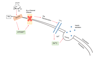 Diagramme du modèle de consensus de la sécrétion d'insuline stimulée par le glucose