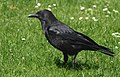 Belabeltza (Corvus corone)