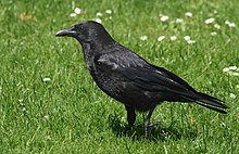 Corvus corone corone - coirnaye