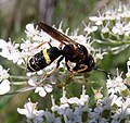 Philanthus (Crabronidae)