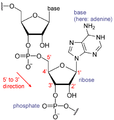 RNA chemical structure adenine