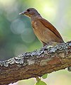 Pale-breasted thrush