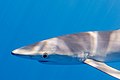 48 'Blue Shark Azores' - a set of 6 files uploaded by Poco a poco, nominated by Poco a poco,  13,  3,  0