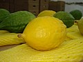 Yanova etrog for sale