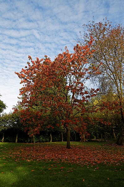 File:'Prunus sargentii' Beale Arboretum West Lodge Park Hadley Wood Enfield London 2.jpg