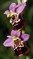 A mosca cavaddina, Ophrys holosericea syn di Ophrys fuciflora