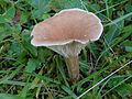 Clitocybe clavipes