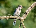 27 Blue jay fledgling (53513) uploaded by Rhododendrites, nominated by Rhododendrites,  18,  0,  0