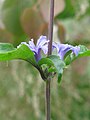 Clematis Heracleifolia Group