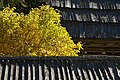 English: Juglans between roofs of farm buildings at the Bodenbauer Deutsch: Walnuss zwischen Dächern von Wirtschaftsgebäuden beim Bodenbauer