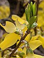 A budding Forsythia