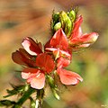 Indigovník Indigofera hirsuta