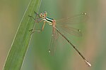 Lestes barbarus – Weibchen