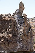 lichens growing on the rocks at Isalo