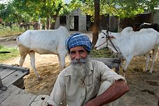 Sikh farmer in rural Hoshiarpur